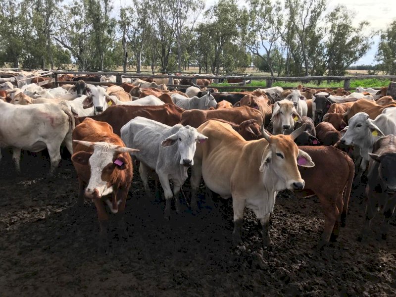 300 x 300 Brahman Cross Cows And Calves