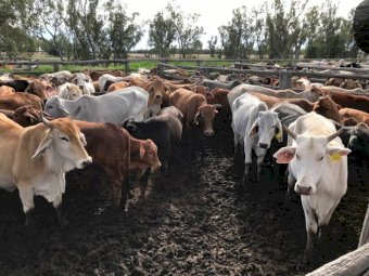 300 x 300 Brahman Cross Cows And Calves