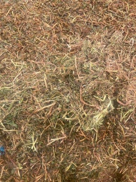 200mt Vetch Hay 625kg 8x4x3 Bales