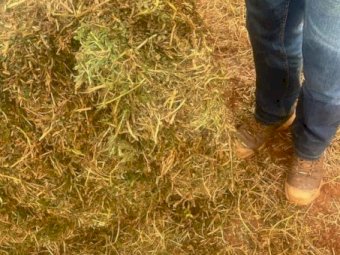 200mt Vetch Hay 625kg 8x4x3 Bales