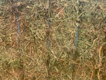 200mt Vetch Hay 625kg 8x4x3 Bales