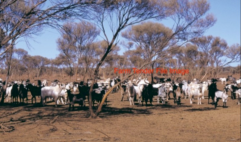 300 Rangeland Female Goats Price is per Kg