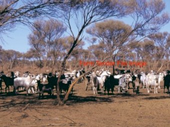 300 Rangeland Female Goats Price is per Kg