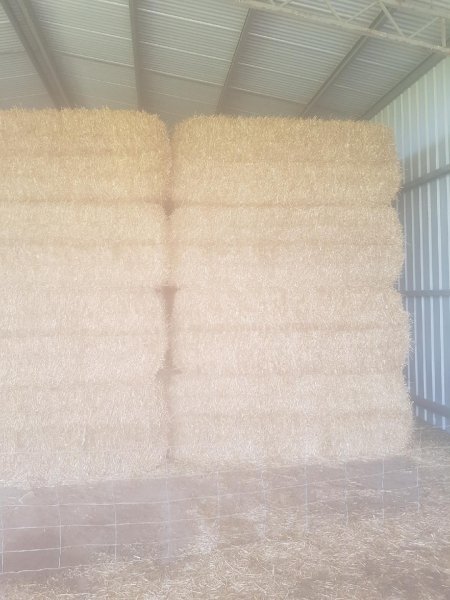 Barley Straw 600kg 8x4x3 Bales Shedded