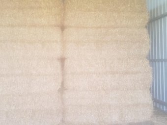 Barley Straw 600kg 8x4x3 Bales Shedded