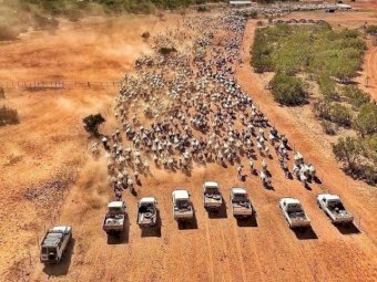 Marcus Oldham Agricultural Student looking for 3 to 4 weeks Work in Victoria