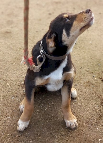 2 Kelpie / Healer cross Border Collie Pups