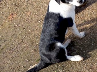 2 Kelpie / Healer cross Border Collie Pups