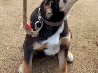 2 Kelpie / Healer cross Border Collie Pups