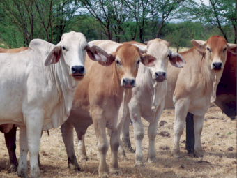 Beachport Liquid Minerals - White Cap - Northern Region