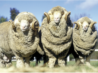 Beachport Liquid Minerals - White Cap - Northern Region