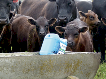 Beachport Liquid Minerals - White Cap - Northern Region