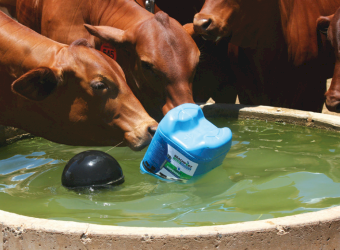 Beachport Liquid Minerals - Black Cap