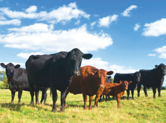 Beachport Liquid Minerals - High Mag