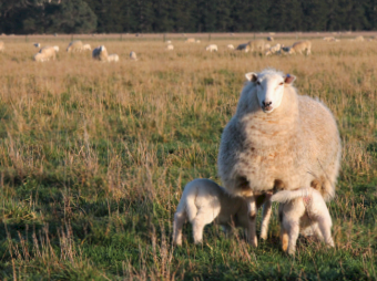 Beachport Liquid Minerals - High Mag