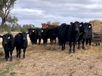 11 x Angus Steers