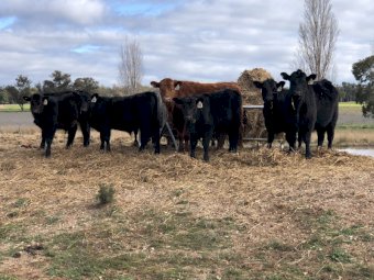 11 x Angus Steers