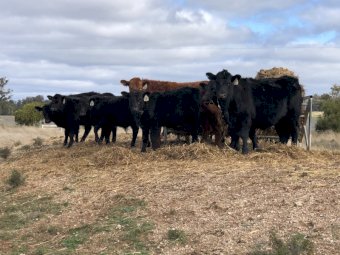 11 x Angus Steers