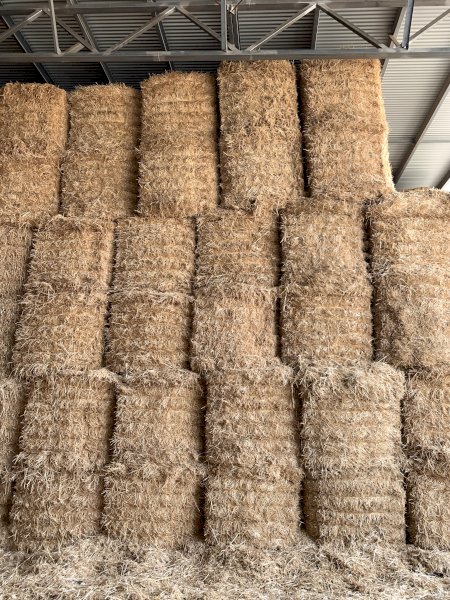 Barley Straw 500-550kg 8x4x4 Bales (Header Tailings)