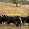 WANTED Beef Cattle