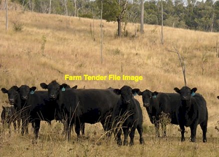 WANTED Beef Cattle