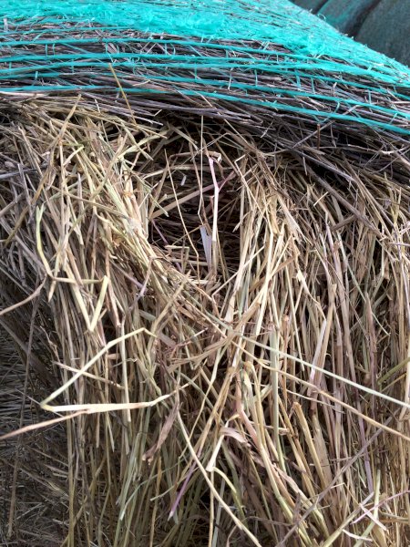 Rye Grass Hay Mix 5x4 Round Bales