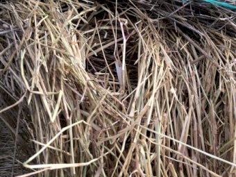 Rye Grass Hay Mix 5x4 Round Bales