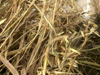 Oaten Hay 5x4 Rolls