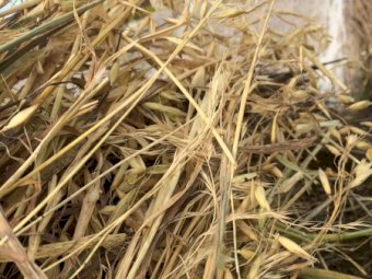 Oaten Hay 5x4 Rolls