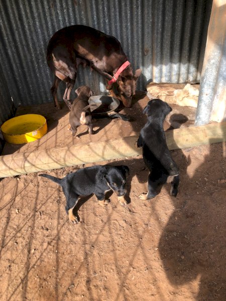 Kelpie Pups