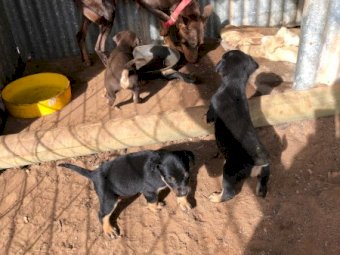 Kelpie Pups