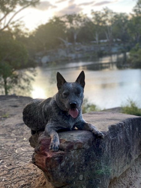 Cattle Dog Working Line Blue Male ACD FREE (to good farm)