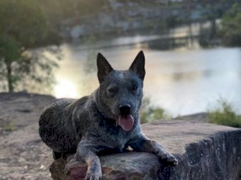 Cattle Dog Working Line Blue Male ACD FREE (to good farm)