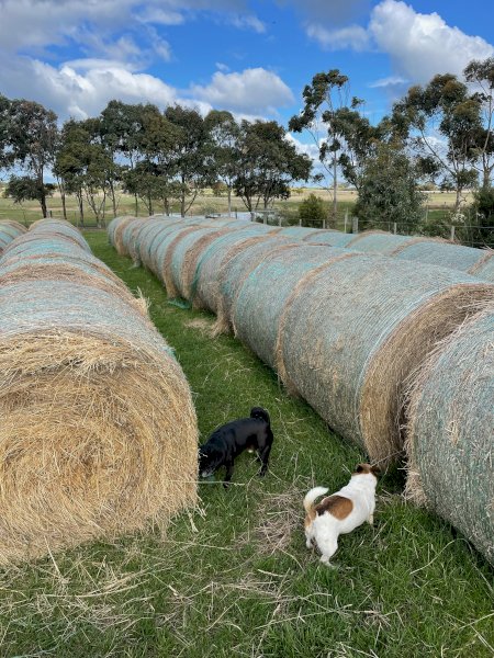126 x 5x4 Rolls of Clover Rye and Oaten Hay