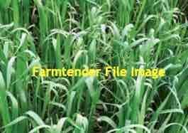 Standing hay or share basis