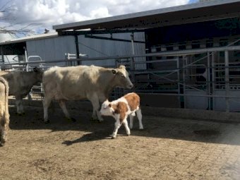 8x8 Murry Grey Cows with XB Calves at foot