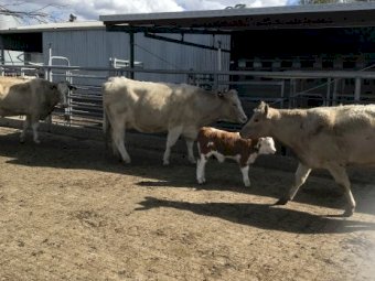 8x8 Murry Grey Cows with XB Calves at foot