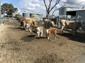 8x8 Murry Grey Cows with XB Calves at foot