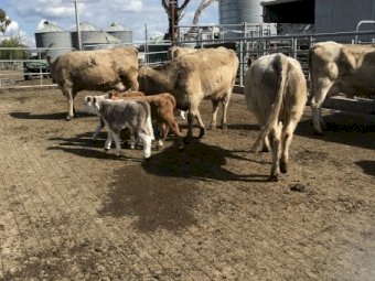 8x8 Murry Grey Cows with XB Calves at foot