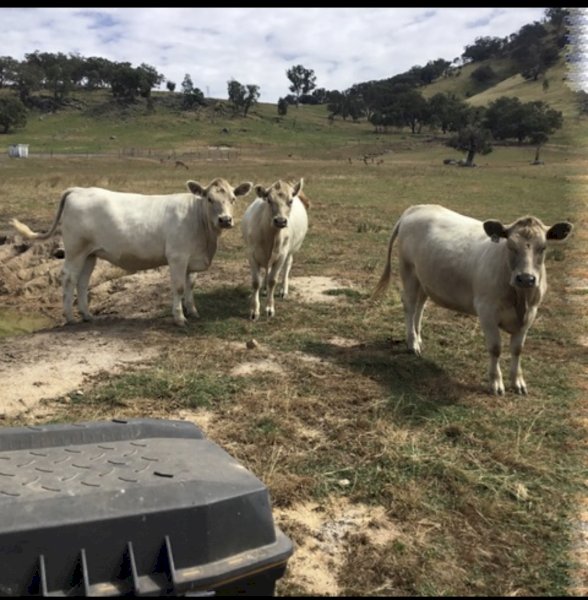 4 Stud Murray Grey Heifers
