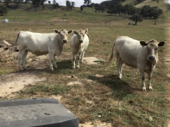 4 Stud Murray Grey Heifers