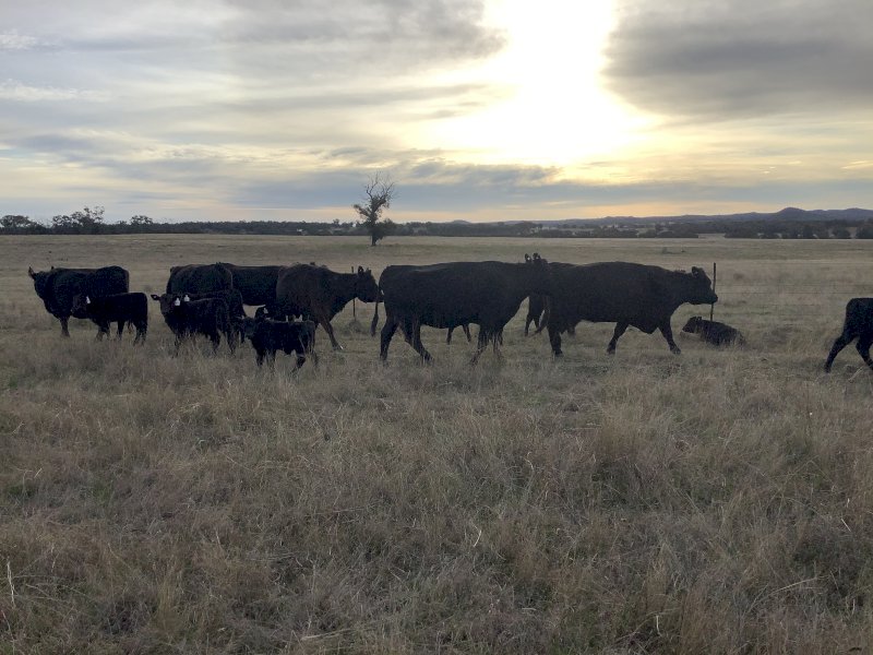 21x21 Angus Cows and Calves
