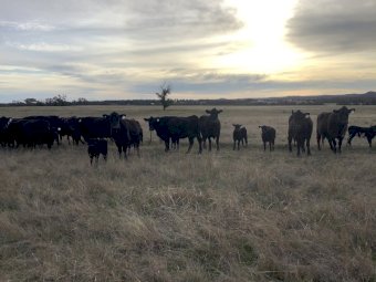 21x21 Angus Cows and Calves