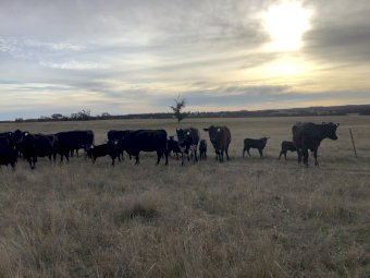 21x21 Angus Cows and Calves