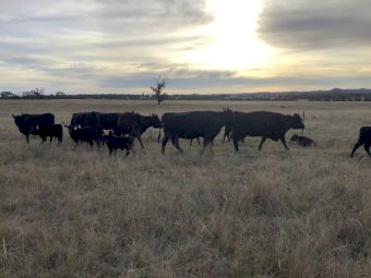 21x21 Angus Cows and Calves