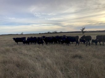 21x21 Angus Cows and Calves