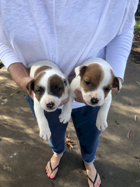 1 x Purebred Male Jack Russell Puppies