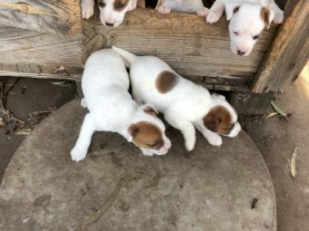 1 x Purebred Male Jack Russell Puppies