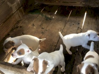 1 x Purebred Male Jack Russell Puppies