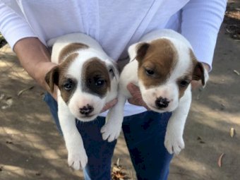 1 x Purebred Male Jack Russell Puppies
